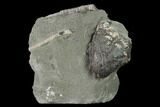 Gastropod (Platyceras) Fossil - Crawfordsville, Indiana #135550-1